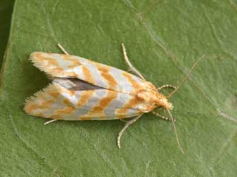 Aethes margaritana Hw. adulte - �Philippe Mothiron