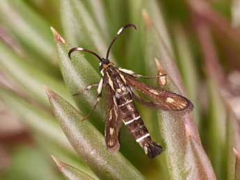 Pyropteron meriaeforme Bsdv. adulte - �Lionel Taurand