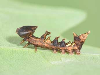  Chenille de Harpyia milhauseri F. - �Philippe Mothiron