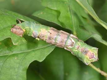  Chenille de Harpyia milhauseri F. - �Philippe Mothiron