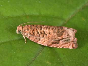 Gypsonoma minutana Hb. adulte - �Philippe Mothiron