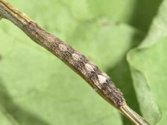  Chenille de Idaea moniliata D. & S. - �Philippe Mothiron