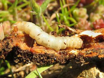  Chenille de Pyropteron muscaeforme Esp. - �Ruben Meert
