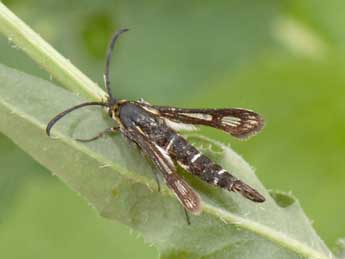 Chamaesphecia mysiniformis Bsdv. adulte - �Philippe Mothiron