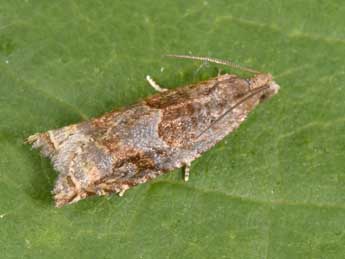 Rhopobota naevana Hb. adulte - �Philippe Mothiron