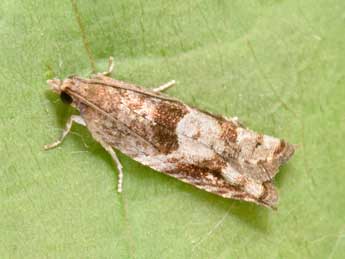 Rhopobota naevana Hb. adulte - �Philippe Mothiron