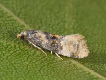 Cochylis nana Hw. adulte - �Philippe Mothiron