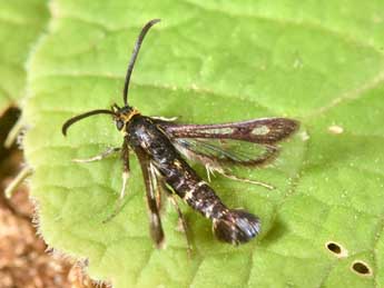 Chamaesphecia nigrifrons Le Cerf adulte - �Philippe Mothiron