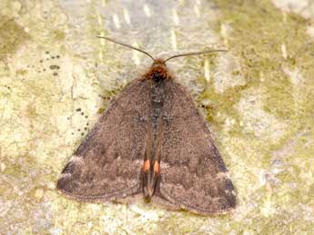 Boudinotiana notha Hb. adulte - �Philippe Mothiron