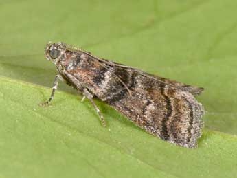 Acrobasis obtusella Hb. adulte - �Philippe Mothiron