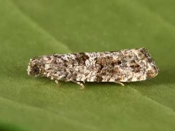 Gypsonoma oppressana Tr. adulte - �Philippe Mothiron