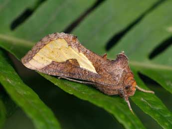 Thysanoplusia orichalcea F. adulte - �Lionel Taurand