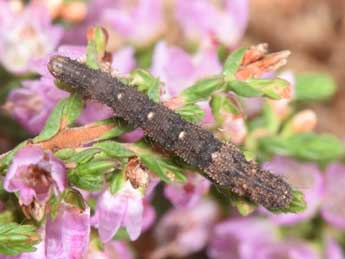 Chenille de Idaea ostrinaria Hb. - �Philippe Mothiron