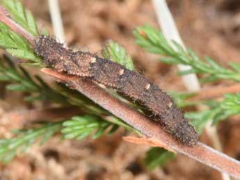 Chenille de Idaea ostrinaria Hb. - �Philippe Mothiron