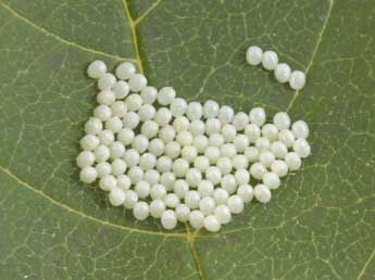  Oeuf de Abraxas pantaria L. - �Philippe Mothiron