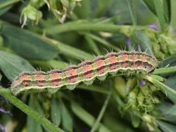 Chenille de Heliothis peltigera D. & S. - �Philippe Mothiron