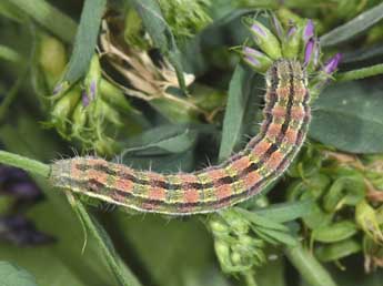  Chenille de Heliothis peltigera D. & S. - �Philippe Mothiron