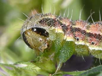  Chenille de Heliothis peltigera D. & S. - �Philippe Mothiron