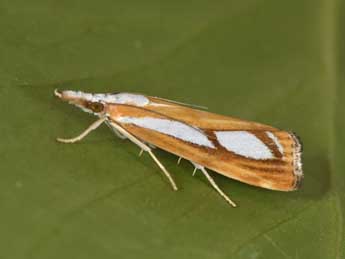 Catoptria permutatellus H.-S. adulte - �Philippe Mothiron