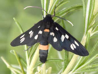 Syntomis phegea L. adulte - �Philippe Mothiron