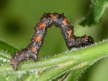  Chenille de Phigalia pilosaria D. & S. - �Philippe Mothiron