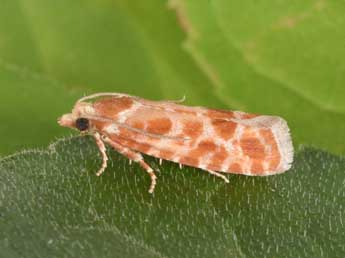 Rhyacionia pinicolana Dbld. adulte - �Philippe Mothiron