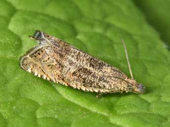 Dichrorampha plumbagana Tr. adulte - �Philippe Mothiron