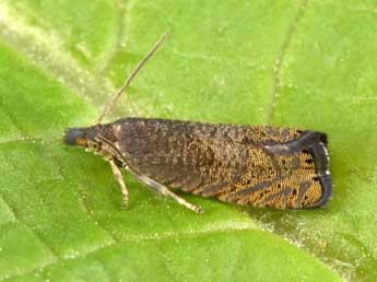 Dichrorampha plumbana Scop. adulte - �Philippe Mothiron