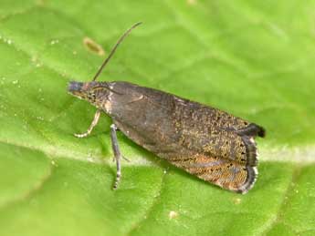 Dichrorampha plumbana Scop. adulte - �Philippe Mothiron