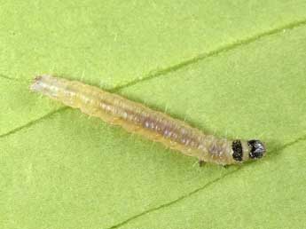  Chenille de Archips podana Scop. - �Philippe Mothiron