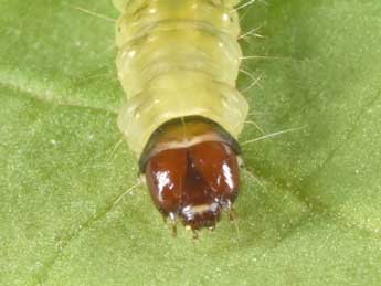  Chenille de Archips podana Scop. - �Philippe Mothiron