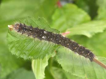  Chenille de Poecilocampa populi populi L. - �Philippe Mothiron