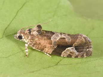 Eudemis porphyrana Hb. adulte - �Philippe Mothiron