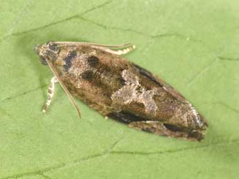 Eudemis porphyrana Hb. adulte - �Philippe Mothiron