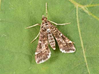 Diasemiopsis ramburialis Dup. adulte - �Philippe Mothiron