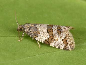 Isotrias rectifasciana Hw. adulte - �Philippe Mothiron