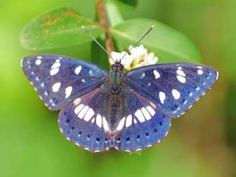 Limenitis reducta Stgr adulte - �Chantal Aymard
