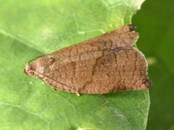 Archips rosana L. adulte - �Philippe Mothiron