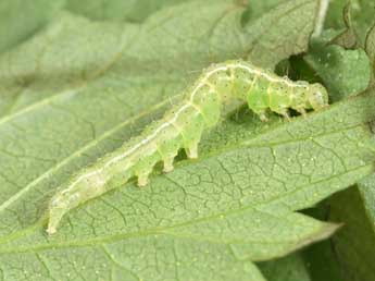  Chenille de Hypena rostralis L. - �Philippe Mothiron
