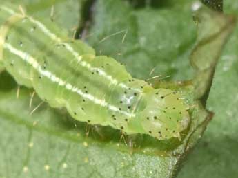  Chenille de Hypena rostralis L. - �Philippe Mothiron
