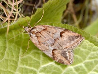 Chesias rufata F. adulte - �Philippe Mothiron