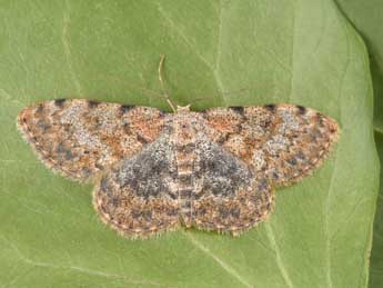 Scopula rufomixtaria Grasl. adulte - �Philippe Mothiron