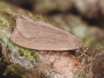 Pseudokatha rungsi Toulgo�t adulte - �Philippe Mothiron