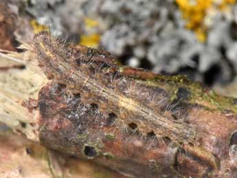  Chenille de Pseudokatha rungsi Toulgo�t - �Philippe Mothiron