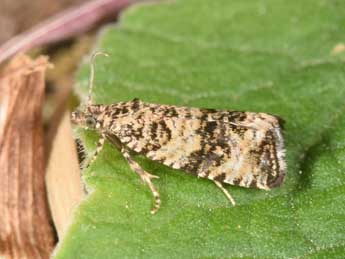 Celypha rurestrana Dup. adulte - �Philippe Mothiron