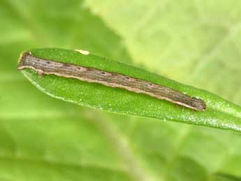  Chenille de Xanthorhoe sardisjuncta Hausm. - �Philippe Mothiron