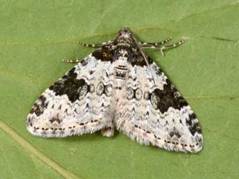 Xanthorhoe sardisjuncta Hausm. adulte - �Philippe Mothiron