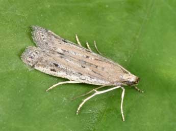 Phycitodes saxicola Vaughan adulte - �Philippe Mothiron