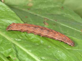  Chenille de Dypterygia scabriuscula L. - �Philippe Mothiron