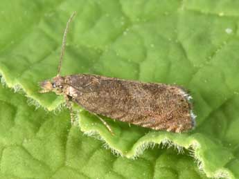 Dichrorampha sedatana Busck adulte - �Philippe Mothiron